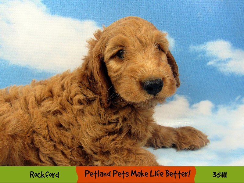 F1 Mini Goldendoodle-Male-Red-3154461-Petland Pets & Puppies Chicago Illinois