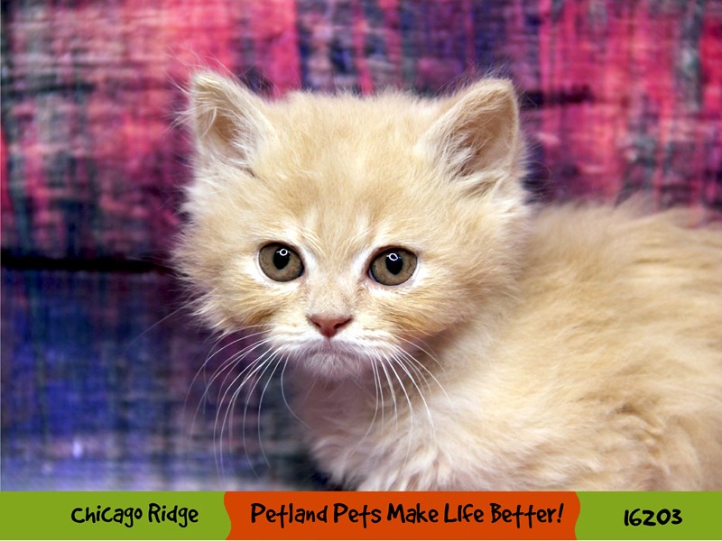 Persian-Male-Cream-3157024-Petland Pets & Puppies Chicago Illinois