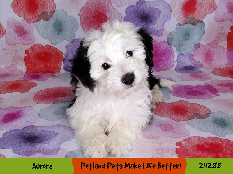 Mini Aussiedoodle-Female-Black / White-3164235-Petland Pets & Puppies Chicago Illinois