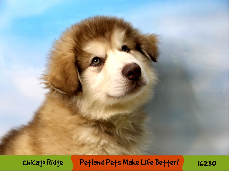 Alaskan Malamute-Male-Grey & White-3173554-Petland Pets & Puppies Chicago Illinois