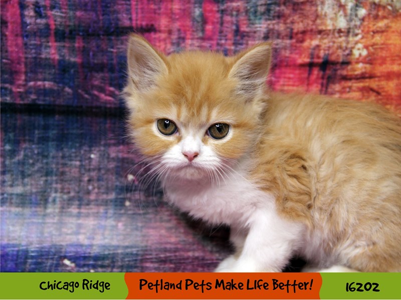 Persian-Female-Orange-3157022-Petland Pets & Puppies Chicago Illinois