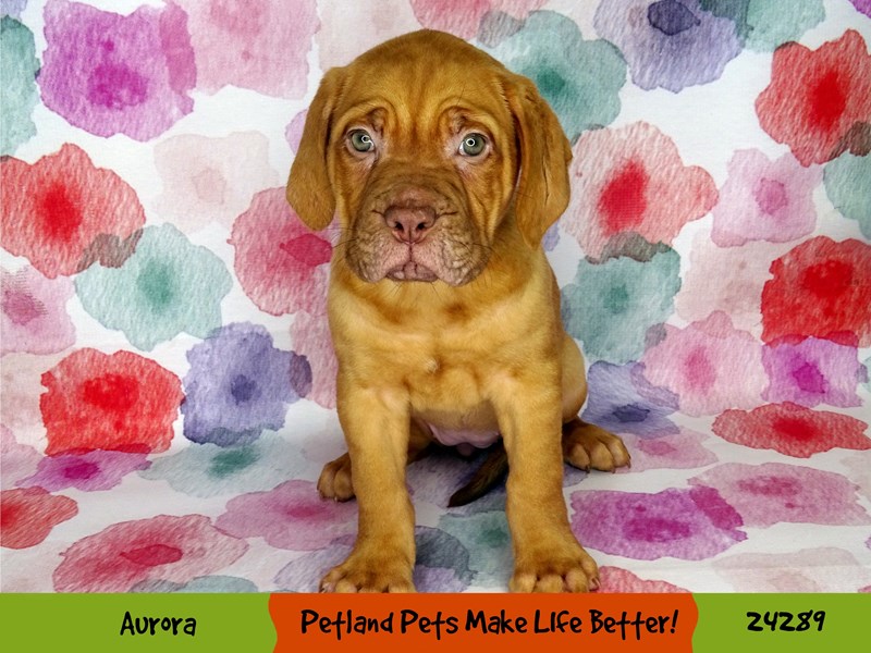 Dogue De Bordeaux-Female-Fawn-3164238-Petland Pets & Puppies Chicago Illinois