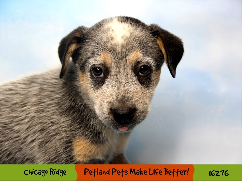 Australian Cattle Dog-Female-Blue Speckled-3191637-Petland Pets & Puppies Chicago Illinois