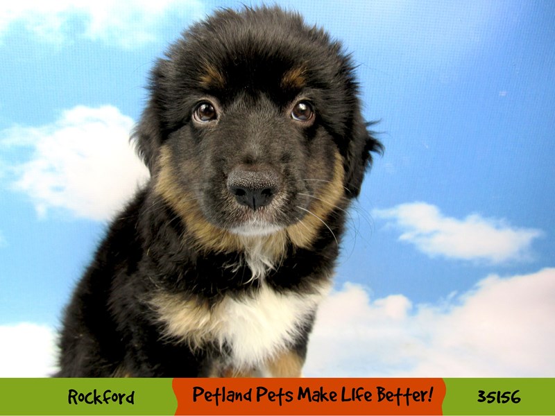 Mini American Shepherd-Male-Black Tri-Color-3191747-Petland Pets & Puppies Chicago Illinois