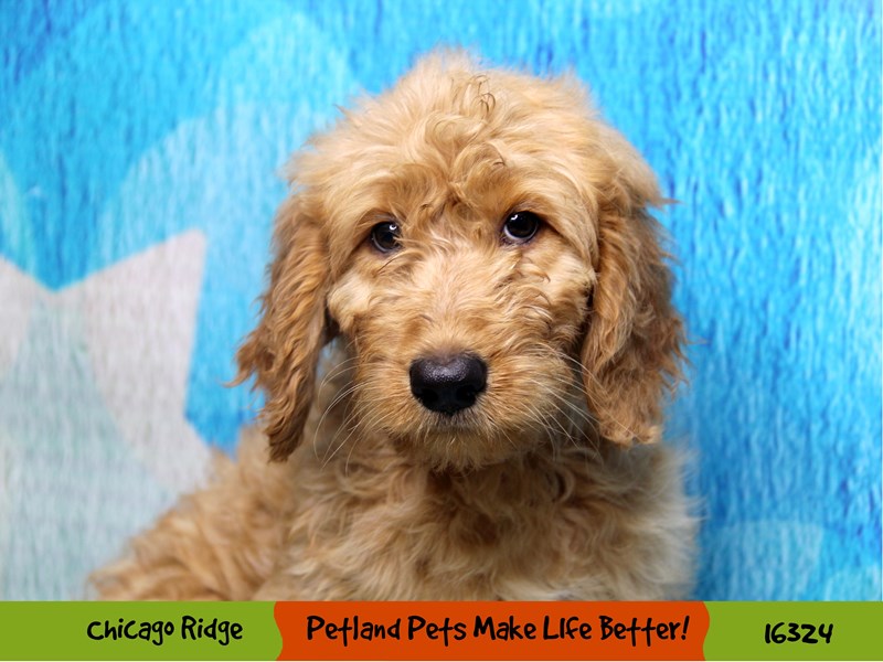 Poodle/Golden Retriever-Female-Golden-3209112-Petland Pets & Puppies Chicago Illinois