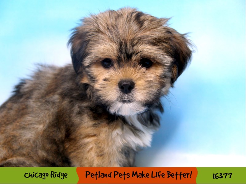 Shorkie-Male-Golden-3223031-Petland Pets & Puppies Chicago Illinois