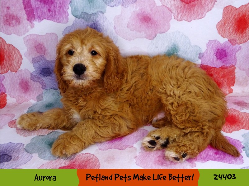 Goldendoodle Mini-Male-Apricot-3242075-Petland Pets & Puppies Chicago Illinois