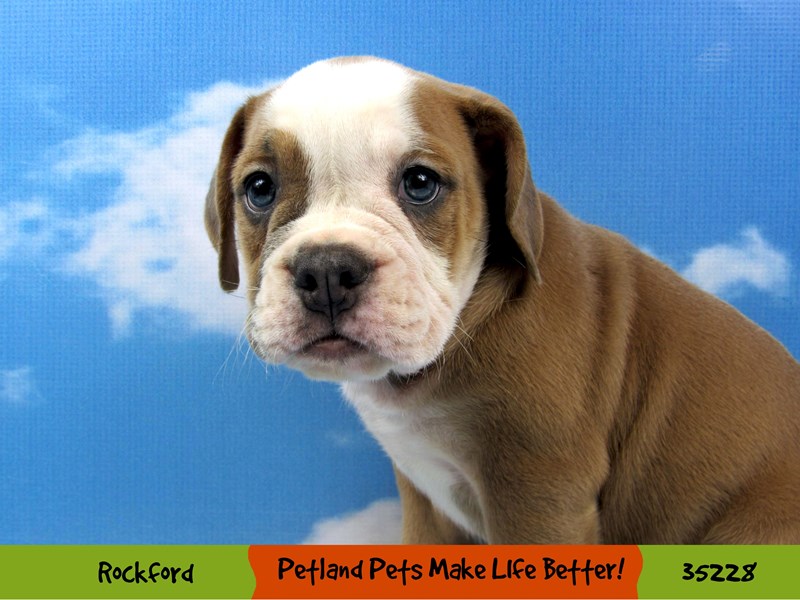 Victorian Bulldog-Male-Lilac and White-3249292-Petland Pets & Puppies Chicago Illinois