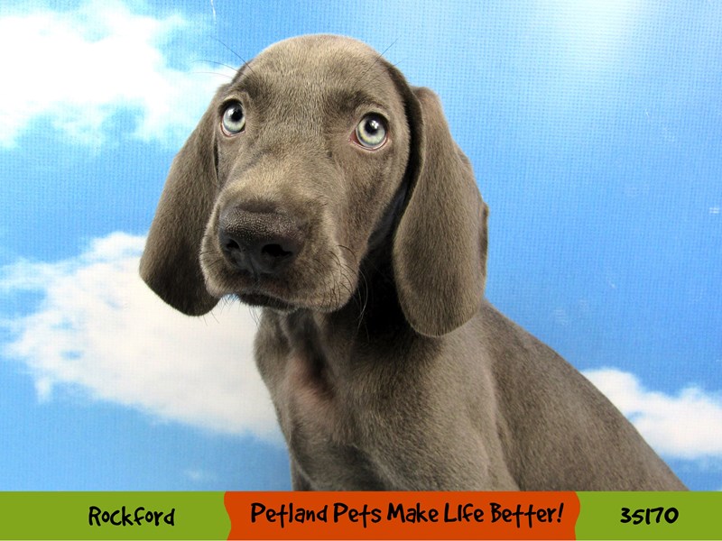 Weimaraner-Male-Blue-3201336-Petland Pets & Puppies Chicago Illinois