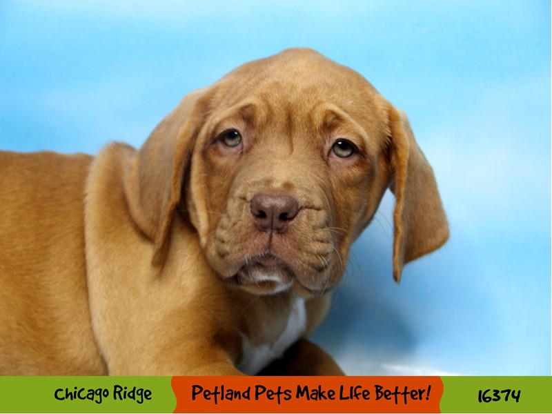 Dogue De Bordeaux-Female-Red / White-3223029-Petland Pets & Puppies Chicago Illinois