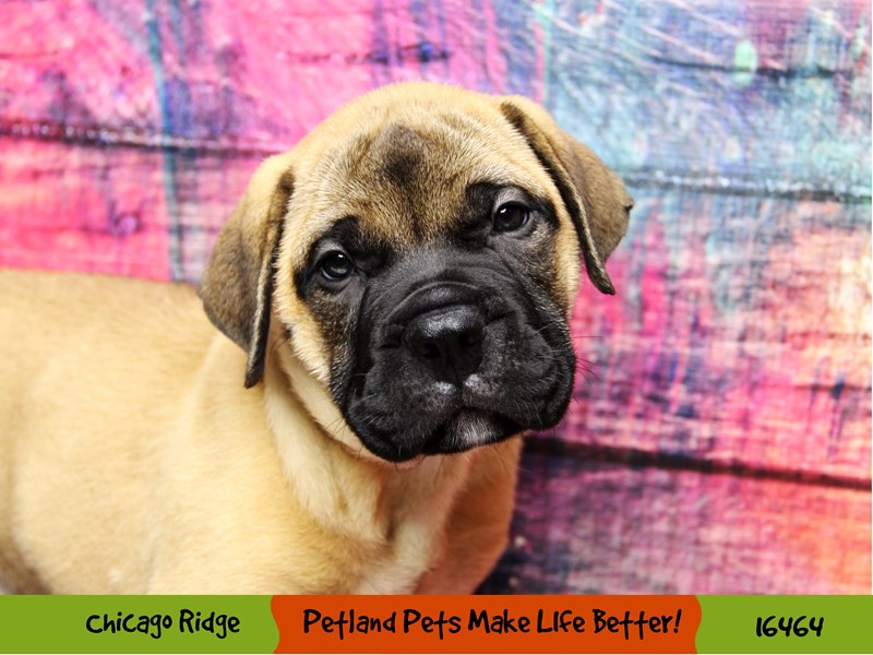 Bullmastiff-Male--3277287-Petland Pets & Puppies Chicago Illinois