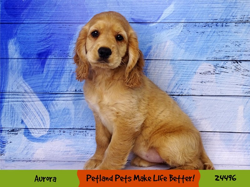 Comfort Golden-Female-Golden-3313823-Petland Pets & Puppies Chicago Illinois