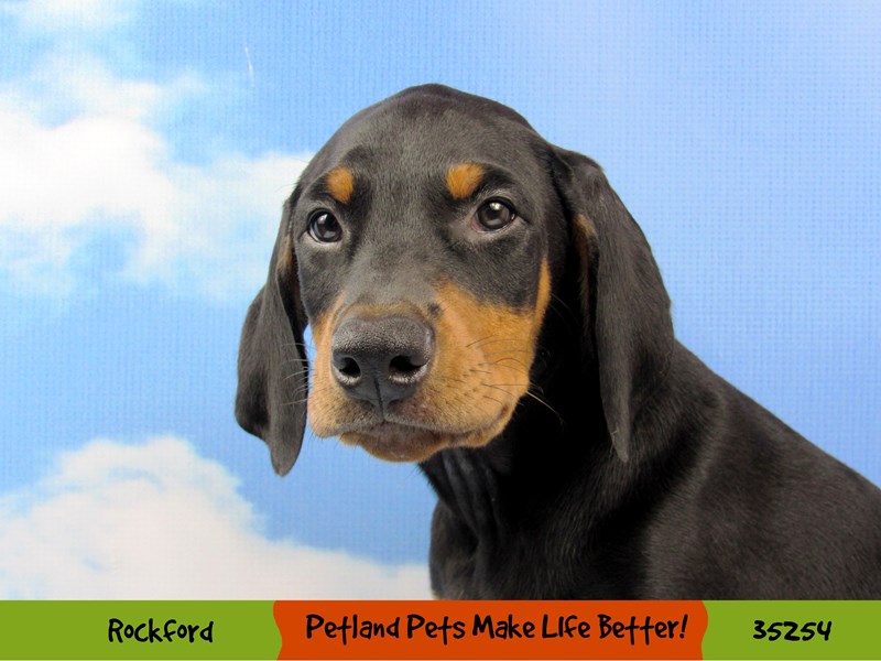 Doberman Pinscher-Male-Black / Rust-3286290-Petland Pets & Puppies Chicago Illinois