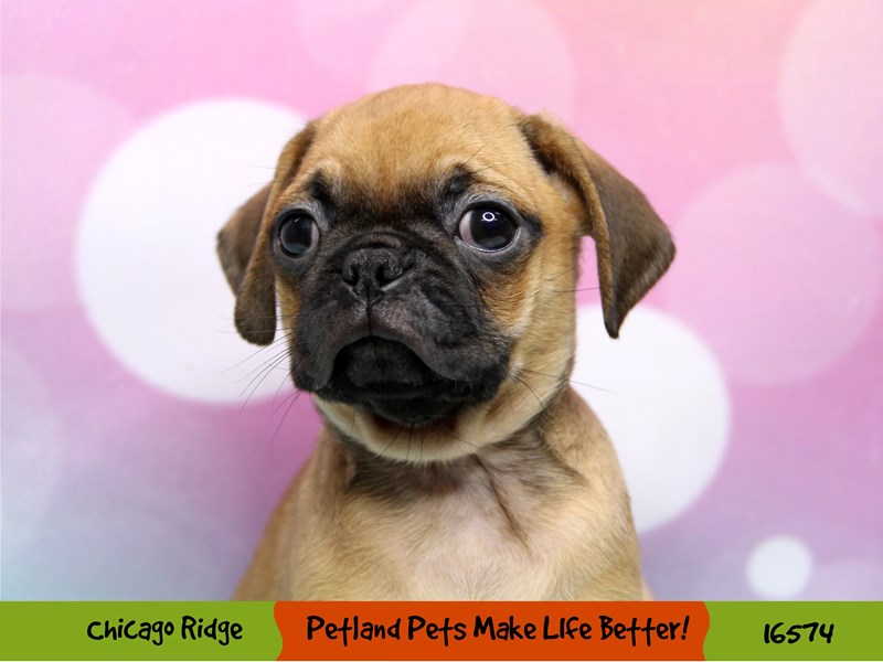 Puggle-Male-Fawn-3325827-Petland Pets & Puppies Chicago Illinois