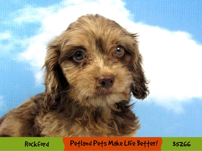 Cavapoo-Female-Chocolate Merle-3304851-Petland Pets & Puppies Chicago Illinois