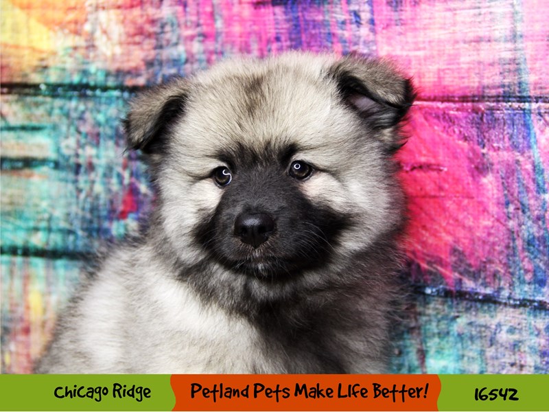 Keeshond-Female-Silver / Black-3316870-Petland Pets & Puppies Chicago Illinois