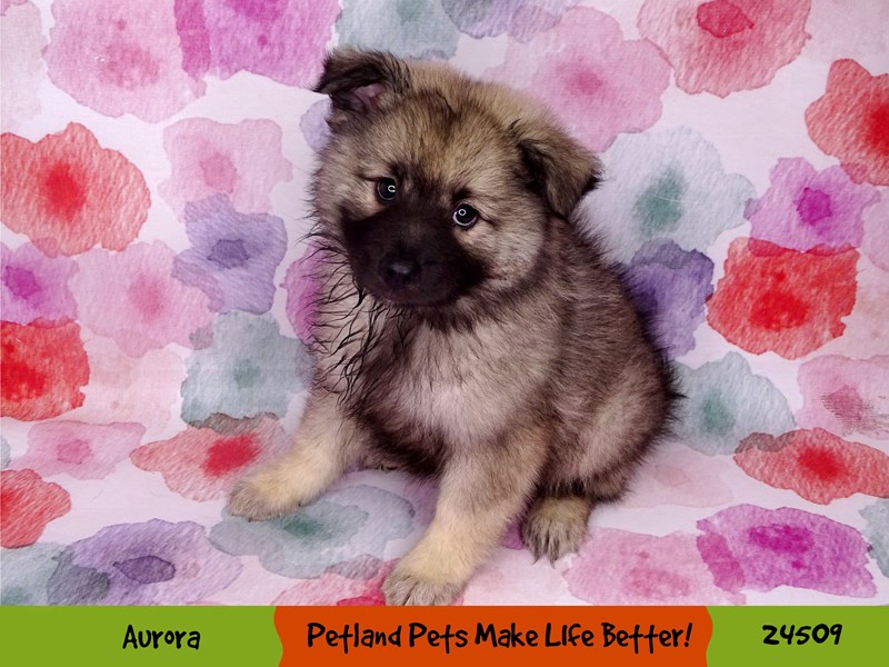 Keeshond-Female-Silver / Black-3316601-Petland Pets & Puppies Chicago Illinois