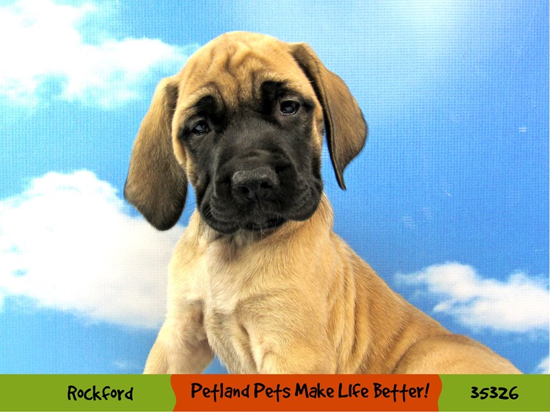 English Mastiff-Female-Fawn-3360054-Petland Pets & Puppies Chicago Illinois