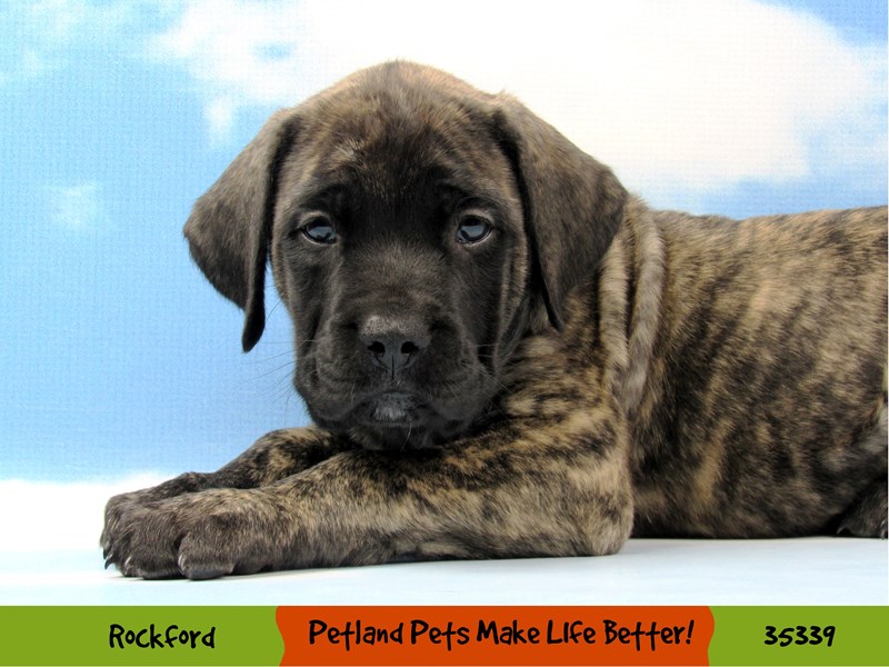 English Mastiff-Female-Brindle-3369051-Petland Pets & Puppies Chicago Illinois