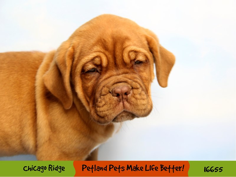 Dogue De Bordeaux-Female-Mahogany-3368841-Petland Pets & Puppies Chicago Illinois