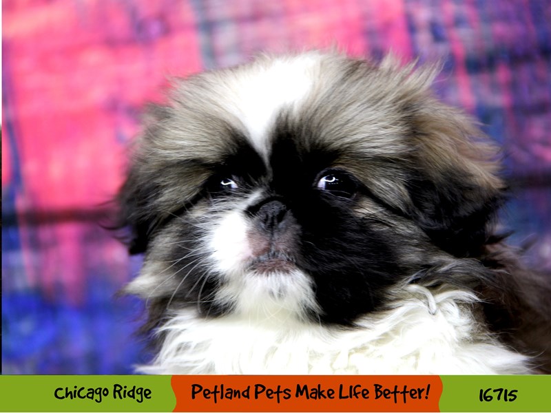 Pekingese-Female-Sable / White-3397244-Petland Pets & Puppies Chicago Illinois