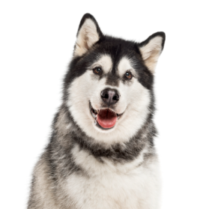 Popular Dog Breeds - Petland Kennesaw