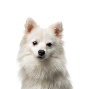 Popular Dog Breeds - Petland Kennesaw