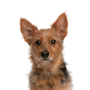 Popular Dog Breeds - Petland Kennesaw