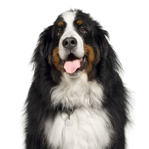 Popular Dog Breeds - Petland Kennesaw