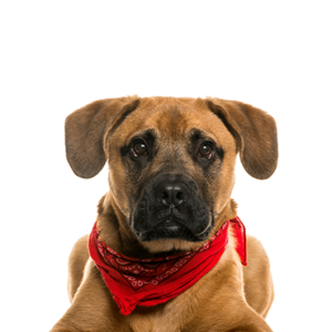 Popular Dog Breeds - Petland Kennesaw