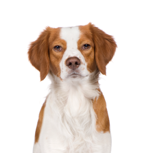 Popular Dog Breeds - Petland Kennesaw