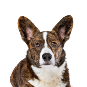 Popular Dog Breeds - Petland Kennesaw