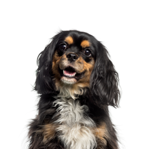 Popular Dog Breeds - Petland Kennesaw