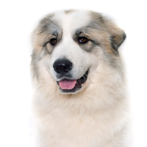 Popular Dog Breeds - Petland Kennesaw