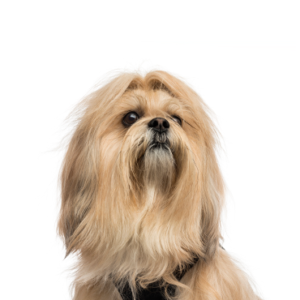 Popular Dog Breeds - Petland Kennesaw