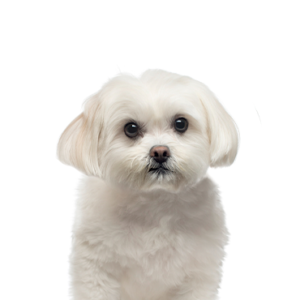 Popular Dog Breeds - Petland Kennesaw