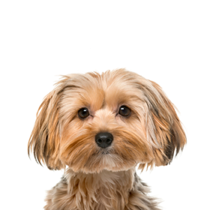 Popular Dog Breeds - Petland Kennesaw