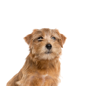 Popular Dog Breeds - Petland Kennesaw