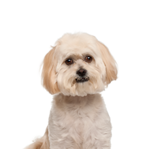 Popular Dog Breeds - Petland Kennesaw