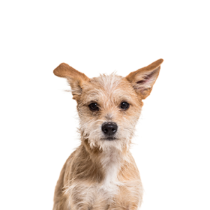 Popular Dog Breeds - Petland Kennesaw