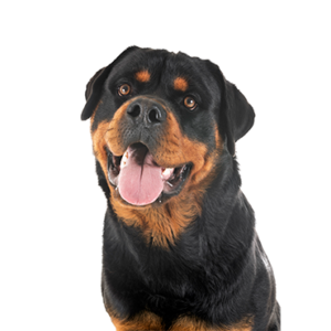 Popular Dog Breeds - Petland Kennesaw