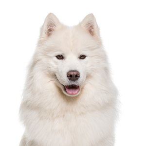 Popular Dog Breeds - Petland Kennesaw