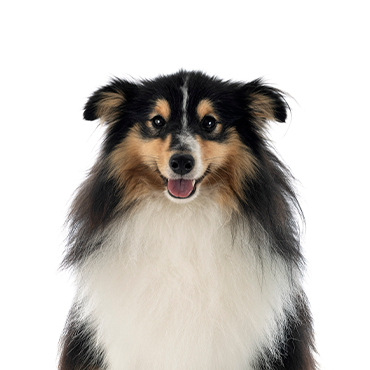 特撮 Shetland Sheepdog (Pet love) 2452548_800.jpg