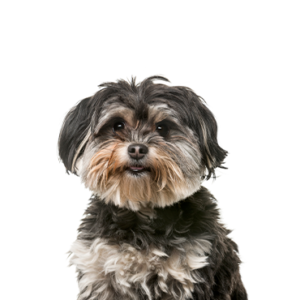 Popular Dog Breeds - Petland Kennesaw