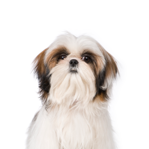 Popular Dog Breeds - Petland Kennesaw