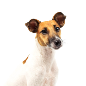 Popular Dog Breeds - Petland Kennesaw