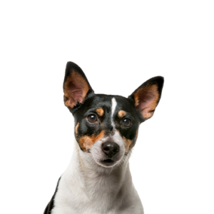 Popular Dog Breeds - Petland Kennesaw