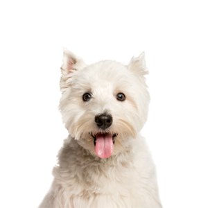 Popular Dog Breeds - Petland Kennesaw