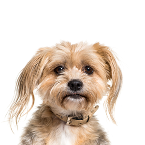 Popular Dog Breeds - Petland Kennesaw