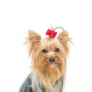 Popular Dog Breeds - Petland Kennesaw